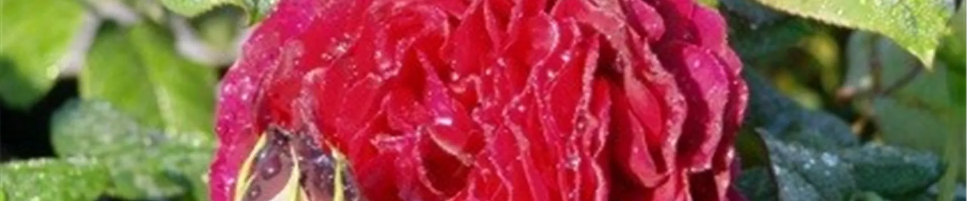 Rosiers arbustes Rosiers arbustes