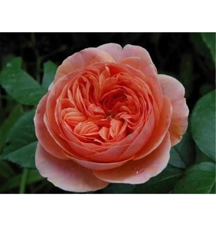 Rosier 'Chippendale'
