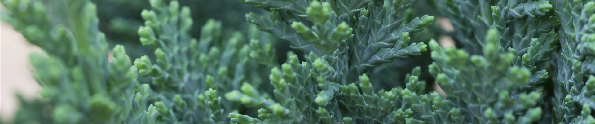 Bodendecker online kaufen | Bauer Baumschulen AG Bodendecker online kaufen | Bauer Baumschulen AG