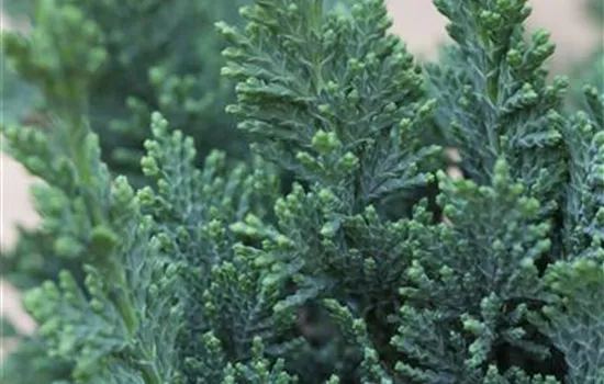 Chamaecyparis lawsoniana 'Alumii'
