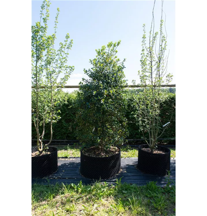 Gemeine Stechpalme - Ilex aquifolium - Collection