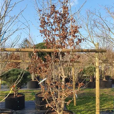 Solitär 300-350 - Eisenbaum - Parrotia persica - Collection