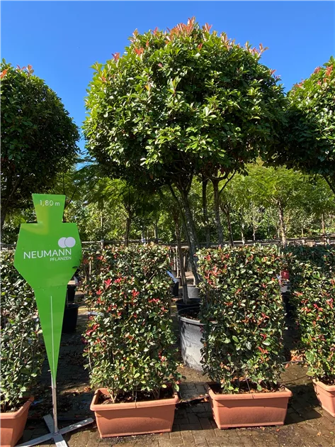 Photinia fraseri 'Red Robin' - Collection, Glanzmispel 'Red Robin'
