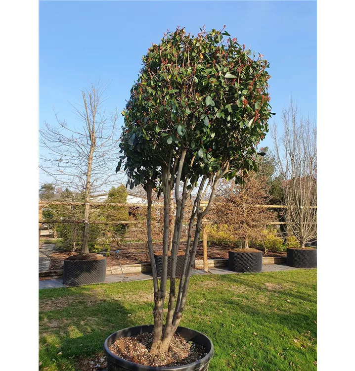 Glanzmispel 'Red Robin' - Photinia fraseri 'Red Robin' - Collection