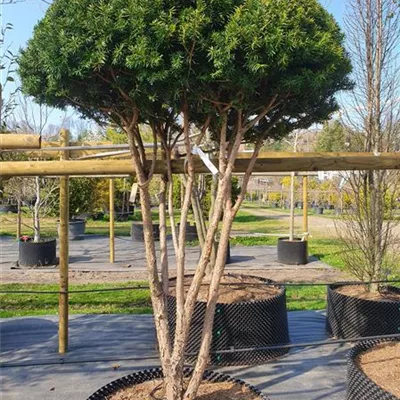 Schirmform 200-.225 Nr. 62/46D 2850 - Fruchtende Bechereibe - Taxus media 'Hicksii' - Collection