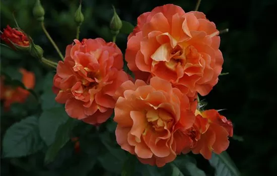Rosa (Strauchrose) 'Westerland'