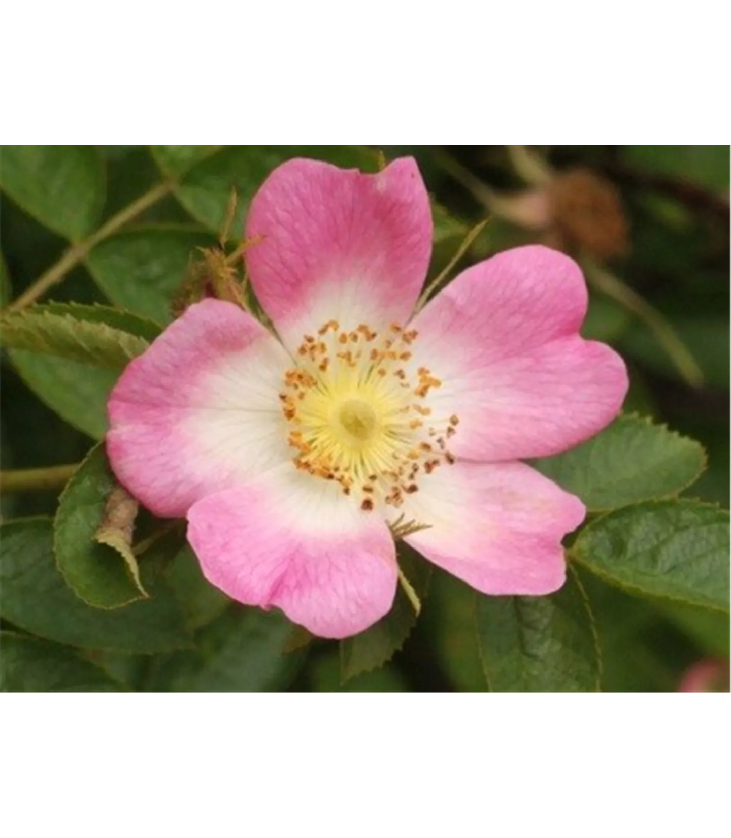 Rosa canina Rosa canina