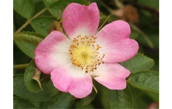 Rosa canina