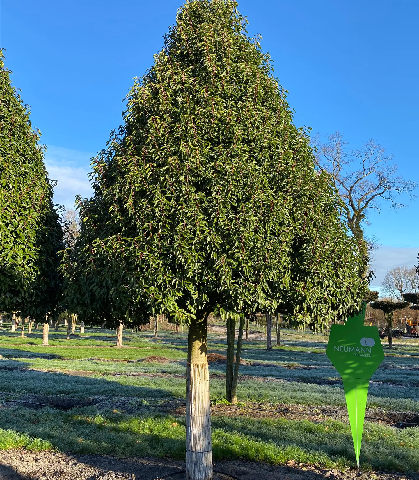 Prunus lusitanica 'Angustifolia' - Collection