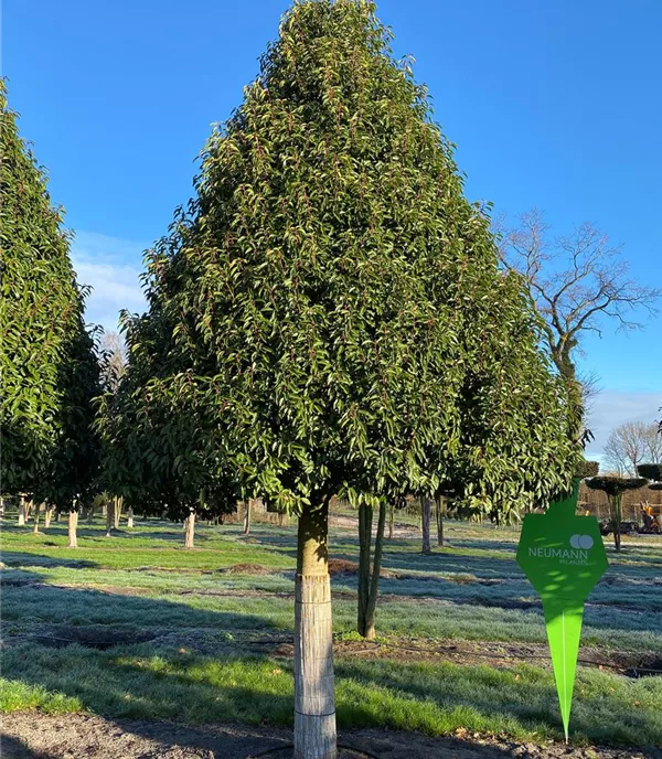 Prunus lusitanica 'Angustifolia' - Collection