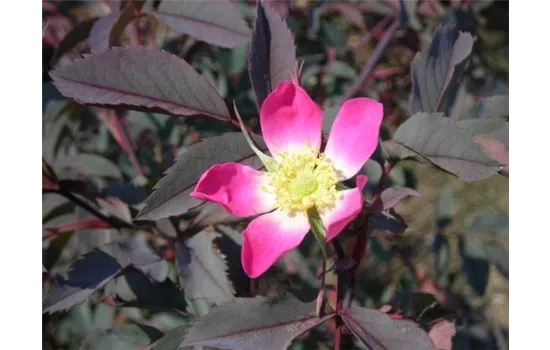 Rosa glauca