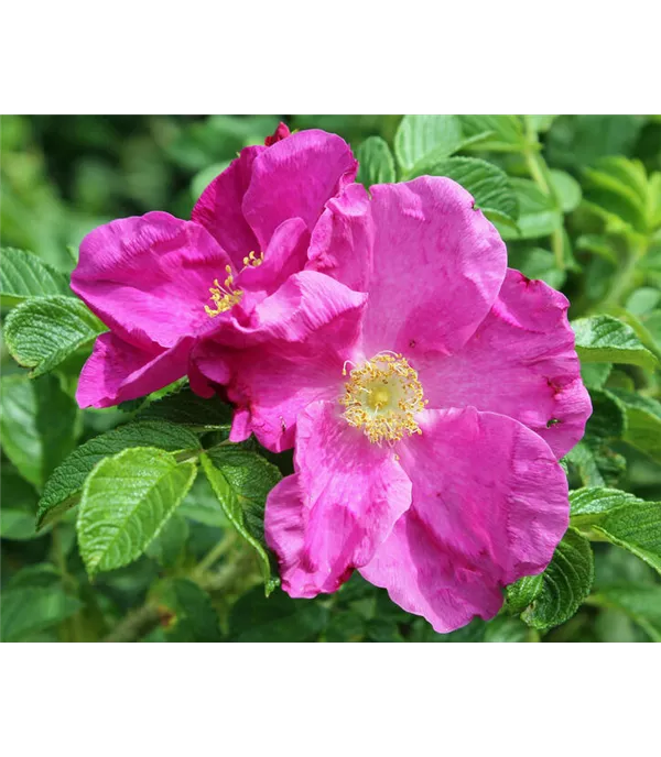Rosa majalis