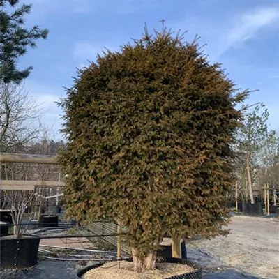 Bienenkorb Nr. HP23-166 5700 - Heimische Eibe - Taxus baccata - Collection