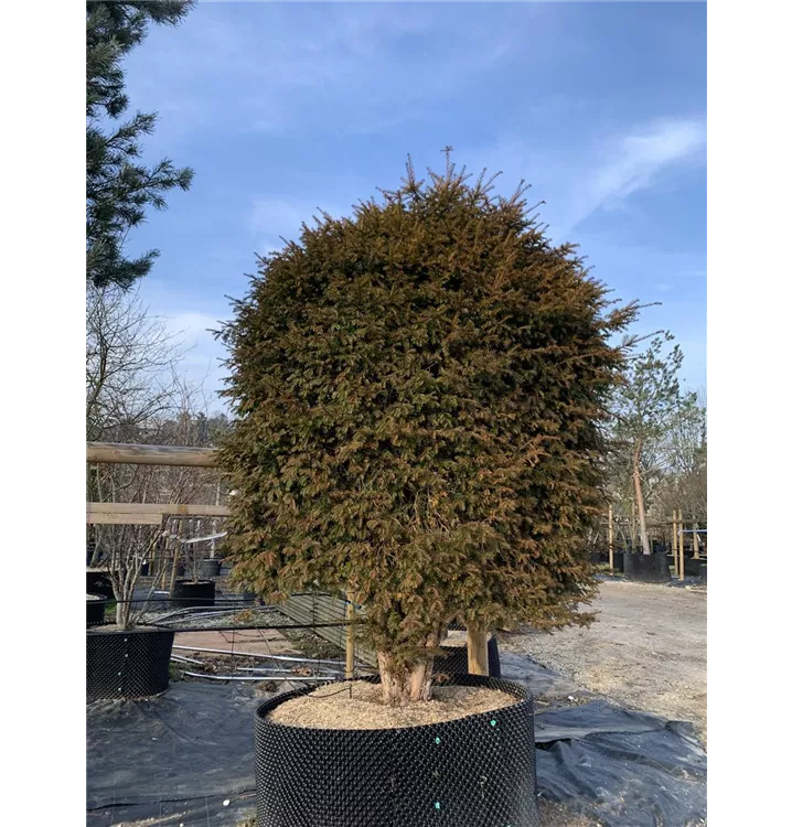 Zaubernuss 'Diane' - Hamamelis interm.'Diane' - Collection