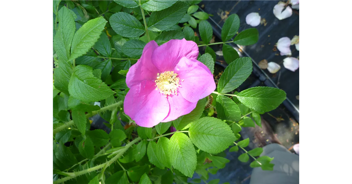 Rosa rugosa, Apfel-Rose
