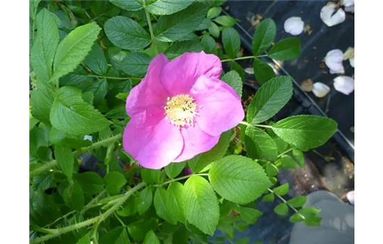 Rosa rugosa