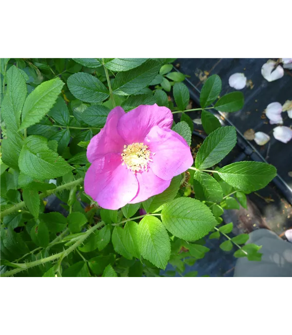 Rosa rugosa