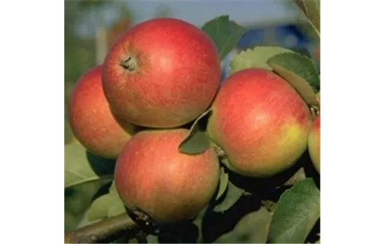Malus (Apfel) 'Resi'