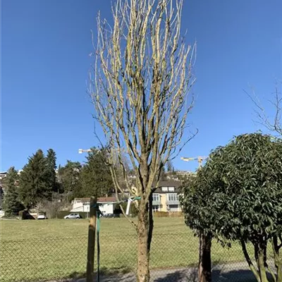 Solitär Nr. HP23-84 2250 - Feldahorn 'Green Column' - Acer campestre 'Green Column' - Collection