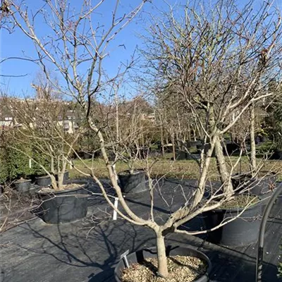 Solitär Nr. HP23-20 1950 - Japanischer Feuerahorn 'Aconitifolium' - Acer japonicum 'Aconitifolium' - Collection