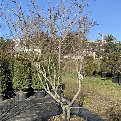 Solitär HP23-30 2950 - Japanischer Feuerahorn 'Aconitifolium' - Acer japonicum 'Aconitifolium' - Collection