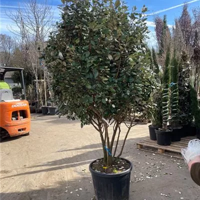 Schirmform 200-250 SM23 - Wintergrüne Ölweide - Elaeagnus x ebbingei - Collection
