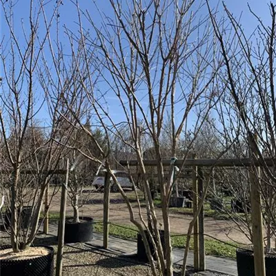 Schirmform 300-350 Nr. HP23-33 2400 - Heptacodium - Heptacodium miconioides - Collection