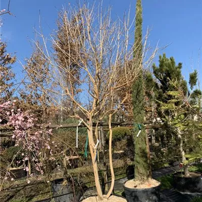 Schirmform 350-400 Nr. HP23-179 2400 - Heptacodium - Heptacodium miconioides - Collection