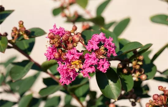 Lagerstroemia indica 'Rosea' - Collection