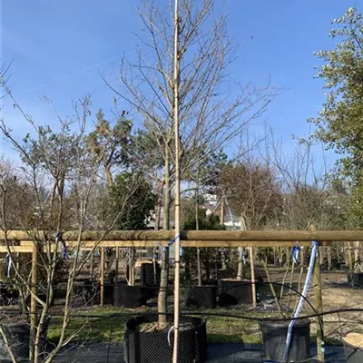 Schirmform 200 - 250 x 200 - 250 - Amberbaum 'Gumball' - Liquidambar styraciflua 'Gumball' - Collection