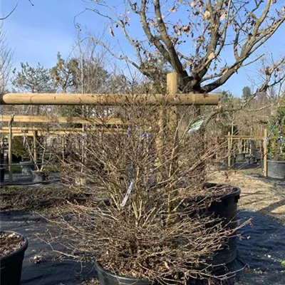 Solitär 25-113 680 - Japanischer Schneeball 'Summer Snowflake' - Viburnum plicatum 'Summer Snowflake' - Collection