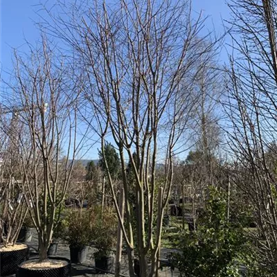 Schirmform 400-450 - Blutpflaume 'Woodii' - Prunus cerasifera 'Woodii' - Collection