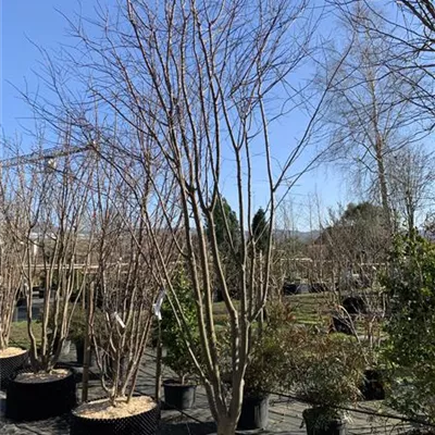 Schirmform 400-450 Nr. HP23-71 4300 - Blutpflaume 'Woodii' - Prunus cerasifera 'Woodii' - Collection