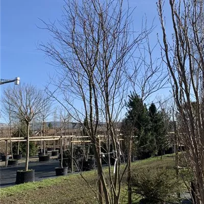 Schirmform 400-450 Nr. HP23-75 834 - Blutpflaume 'Woodii' - Prunus cerasifera 'Woodii' - Collection