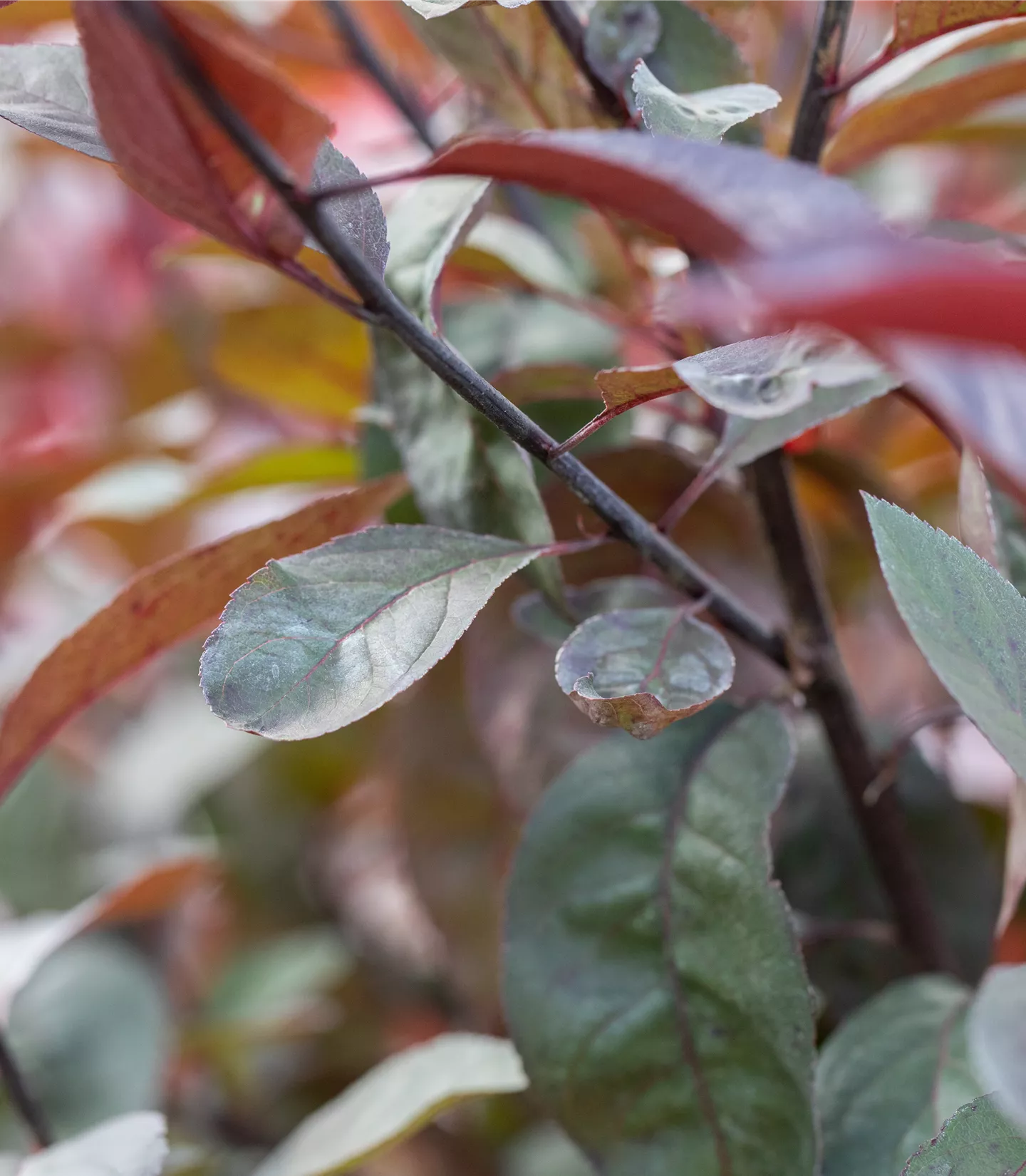 Prunus padus 'Colorata' - Collection