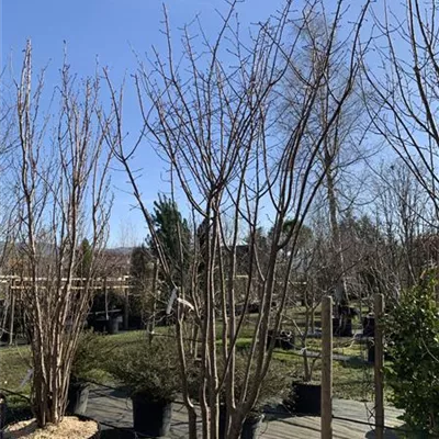 Schirmform 350-400 - Synonym - Prunus sargentii 'Rancho' - Collection