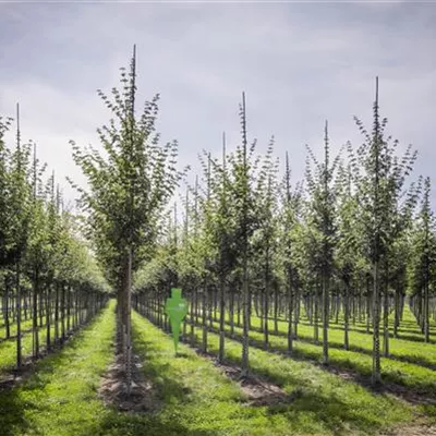 H 3xv mDb 16- 18 - Feldahorn 'Elsrijk' - Acer campestre 'Elsrijk' - Collection