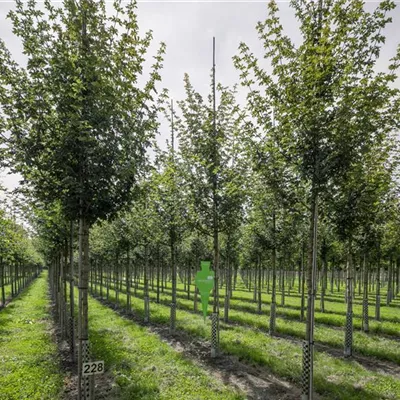 H 3xv mDb 16- 18 - Feldahorn 'Elsrijk' - Acer campestre 'Elsrijk' - Collection