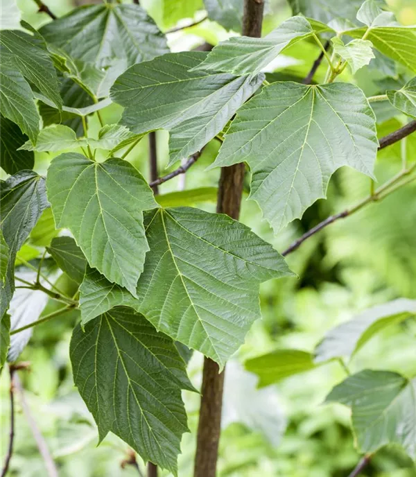 Acer capillipes - Collection