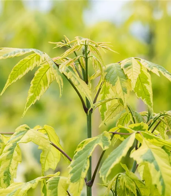 Acer negundo 'Aureo-variegatum' - Collection