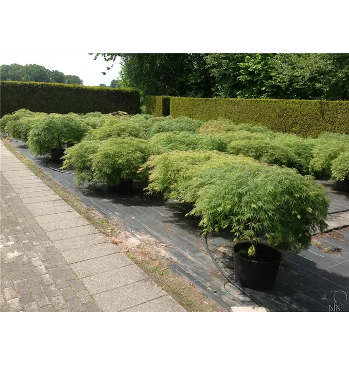 Grüner Schlitzahorn - Acer palmatum 'Dissectum' - Collection