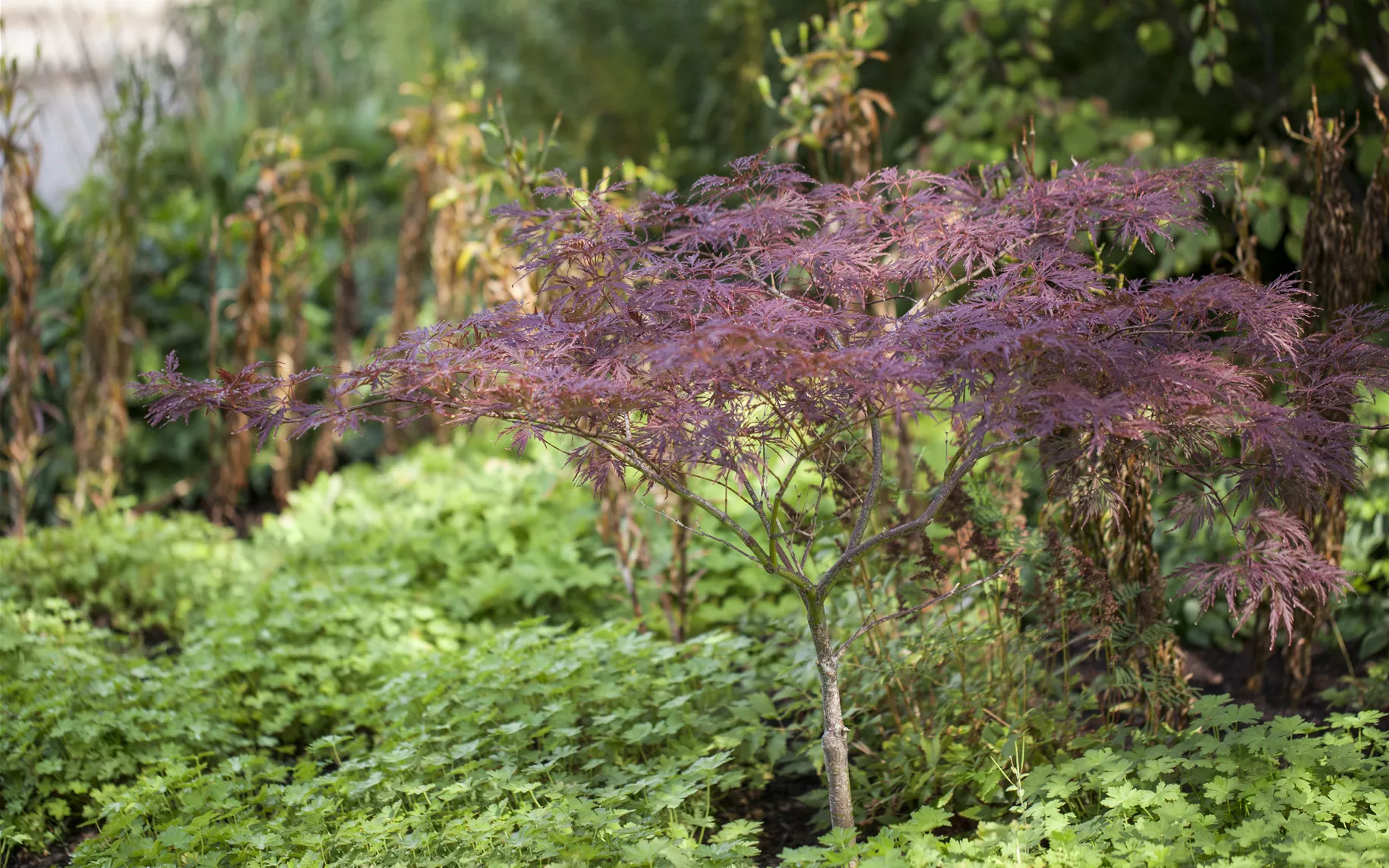Acer palmatum 'Dissectum Atropurpureum'