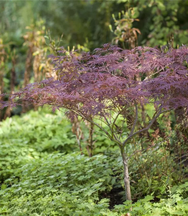 Acer palmatum 'Inaba-shidare' - Collection