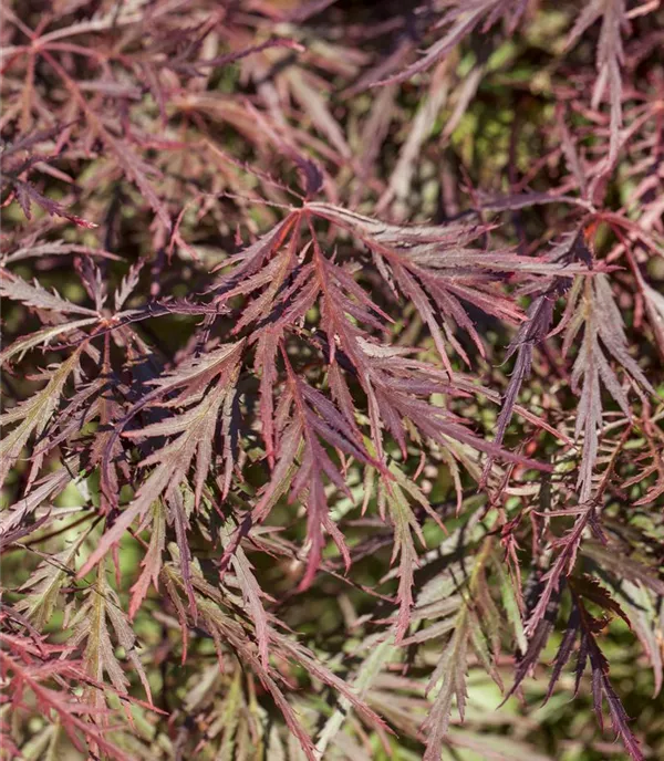 Acer palmatum 'Ornatum' - Collection