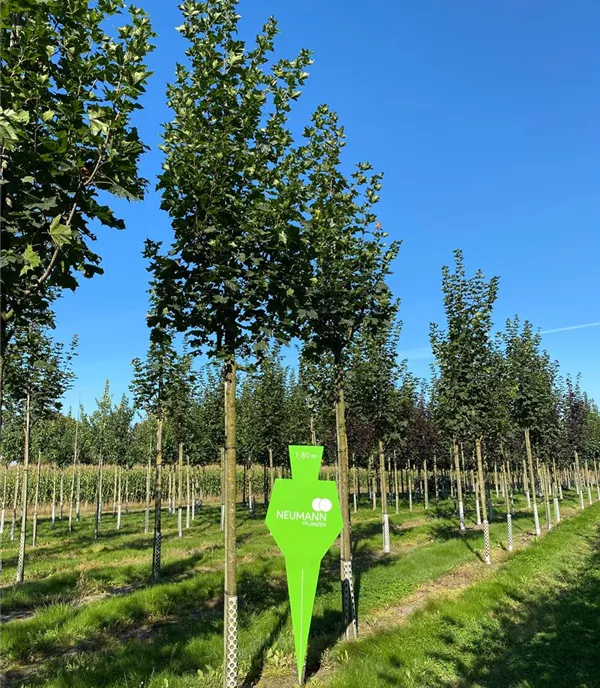 Acer platanoides 'Cleveland' - Collection