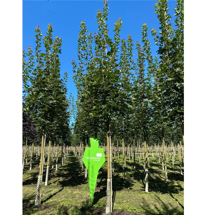 Kegelförmiger Spitzahorn 'Cleveland' - Acer platanoides 'Cleveland' - Collection