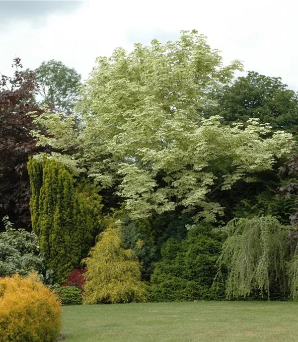 Acer platanoides 'Drummondii' - Collection