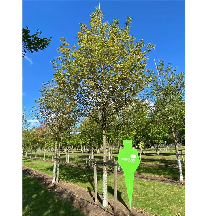 Spitzahorn 'Drummondii' - Acer platanoides 'Drummondii' - Collection