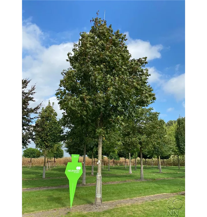 Spitzahorn 'Fairview' - Acer platanoides 'Fairview' - Collection