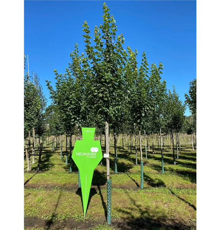 Rotahorn 'Brandywine' - Acer rubrum 'Brandywine' - Collection
